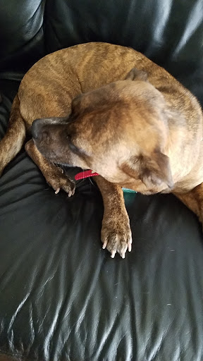 Pet Supply Store «PetSmart», reviews and photos, 6005 Oxon Hill Rd, Oxon Hill, MD 20745, USA