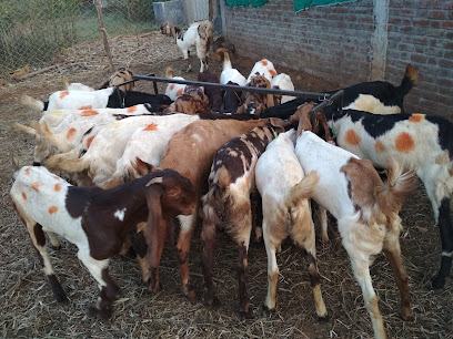 Indian Goat Farming