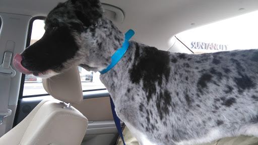 Pet Supply Store «Pet Supplies Plus», reviews and photos, 6101 Stellhorn Rd, Fort Wayne, IN 46815, USA