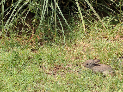 Winery «Pheasant Ridge Winery», reviews and photos, 3507 E County Road 5700, Lubbock, TX 79403, USA