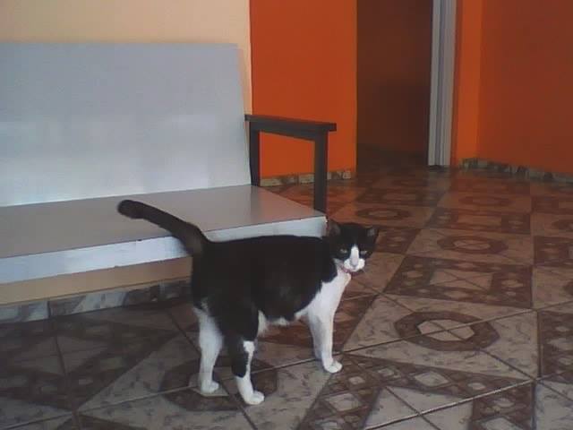 Clínica Veterinária Marrone — O profissional veterinário em São Paulo, SP