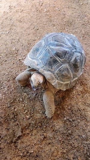 Zoo Chateau - photo 32