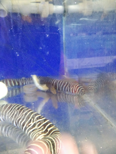 Pet Store «Fins and Skins», reviews and photos, 8451 49th St N, Pinellas Park, FL 33781, USA