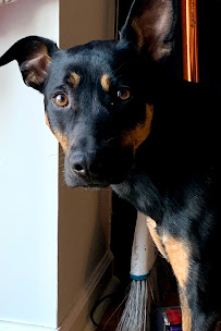 Drop the Leash Pet Sitting, LLC - Photo 8 - Car repair in , Columbus