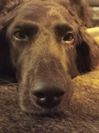 Tierarztpraxis Reese unter Heßheim, Rheinland-Pfalz