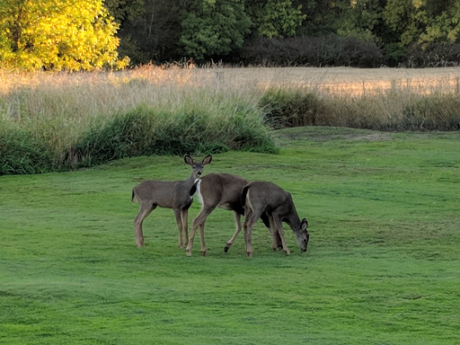 Golf Course «McKay Creek Golf Course & Driving Range», reviews and photos, 1416 NW Jackson St, Hillsboro, OR 97124, USA