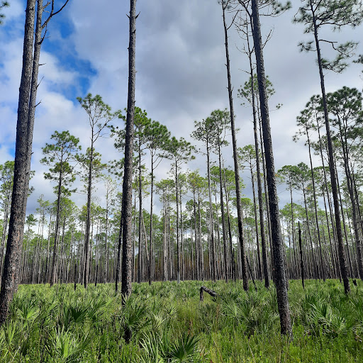 National Forest «Apalachicola National Forest», reviews and photos, Stateroad 13, Sopchoppy, FL 32358, USA