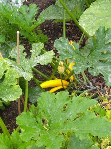 Park «Kirke Park», reviews and photos, 7028 9th Ave NW, Seattle, WA 98117, USA