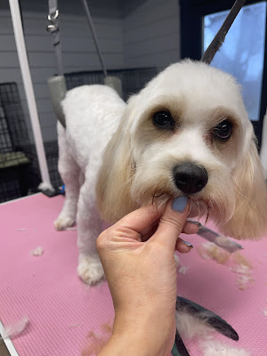 Helena's Dog Grooming