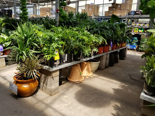 Tiendas para comprar plantas exterior Houston