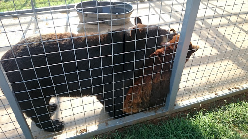 Ranch «Sharkarosa Wildlife Ranch», reviews and photos, 11670 Massey Rd, Pilot Point, TX 76258, USA