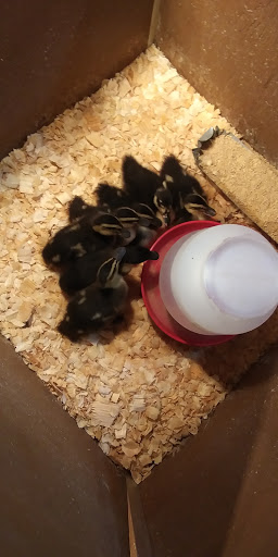 Animal Feed Store «New Braunfels Feed & Supply», reviews and photos, 810 Loop 337, New Braunfels, TX 78130, USA