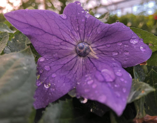 Garden Center «Flowerland», reviews and photos, 4321 28th St SE, Kentwood, MI 49508, USA