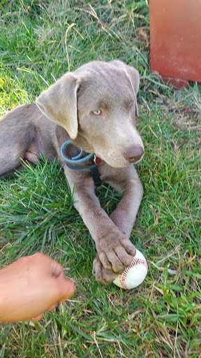 Park «Bush Terminal Piers Park», reviews and photos, Marginal St. & 43rd Street, Brooklyn, NY 11232, USA