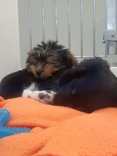 Pet Store «Petland Montgomery», reviews and photos, 7127 Eastchase Pkwy, Montgomery, AL 36117, USA