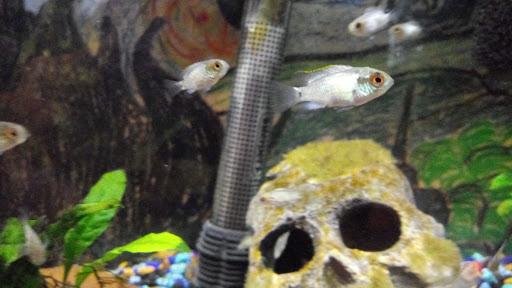 Pet Store «V.I. Pets», reviews and photos, 11975 E Lakewood Blvd, Holland, MI 49424, USA