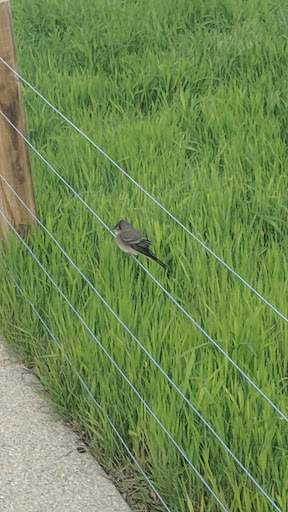 Park «Maggie Daley Park», reviews and photos, 337 E Randolph St, Chicago, IL 60601, USA