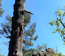 Vivero Del Bosque De Santa Rosa Xochiac photo