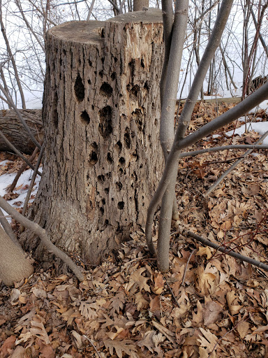 Park «Silverwood Park», reviews and photos, 2500 County Rd E, St Anthony, MN 55421, USA