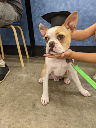 Pet Supply Store «PetSmart», reviews and photos, 3431 Tittabawassee Rd, Saginaw, MI 48604, USA