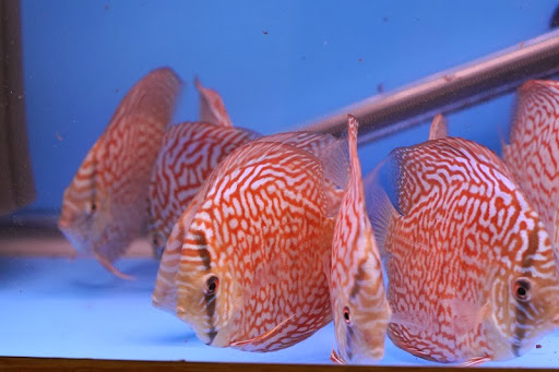 Tropical Fish Store «KHC Aquarium», reviews and photos, 150-1 Northern Blvd, Flushing, NY 11354, USA