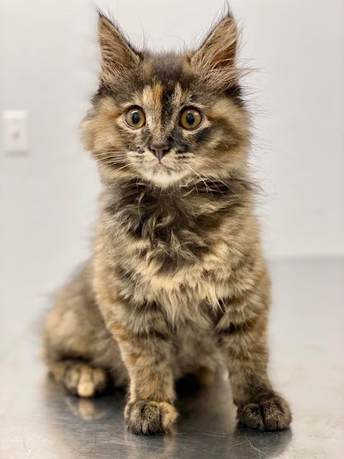 107 Vicksburg Ave, Norman, OK 73071, USA