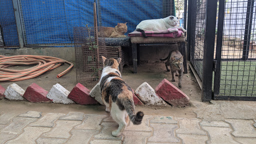 Friendicoes SECA Gurgaon Animal Hospital & Sanctuary