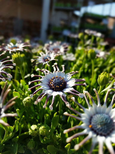 Gift Shop «Blue Hills Nursery & Gift Shop», reviews and photos, 16440 Whittier Blvd, Whittier, CA 90603, USA