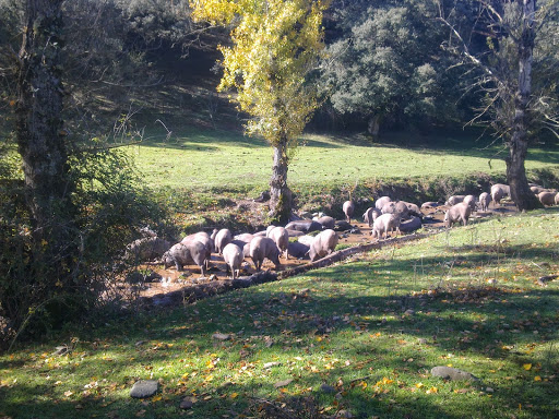 Información y opiniones sobre JAMONES IBÉRICOS CORONADO de Cumbres Mayores