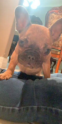 Pet Supply Store «Lil Rascals», reviews and photos, 10035 Gulf Center Dr #105, Fort Myers, FL 33913, USA