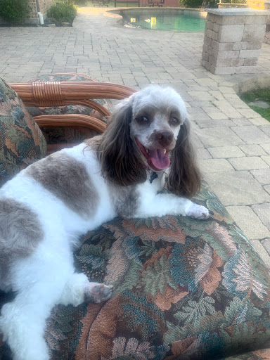 Diggidy Dog Roanoke/Keller