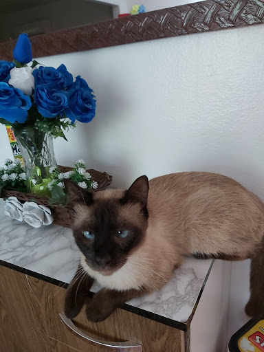 VETERINARY CLINIC POPULAR em Jundiaí - SP