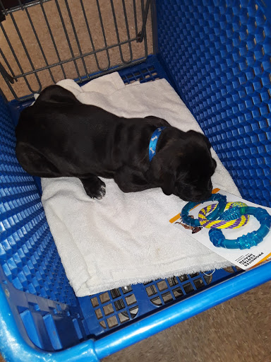 Pet Supply Store «PetSmart», reviews and photos, 6590 20th St, Vero Beach, FL 32966, USA