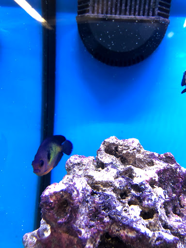 Pet Supply Store «Petco Animal Supplies», reviews and photos, 675 Deis Dr i, Fairfield, OH 45014, USA