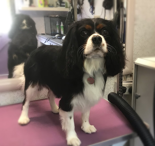 Reviews of Happystay Dog Grooming in Reading - Dog trainer