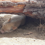 Photo n° 9 de l'avis de Carine.U fait le 25/08/2019 à 12:12 pour Corsica Zoo à Olmeta-di-Tuda