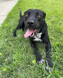 Britt’s Bed and Barkfest LLC - Photo 2 - Car repair in , Fresno