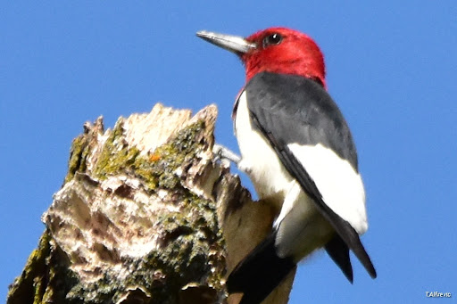 Nature Preserve «Captain Daniel Wright Woods Forest Preserve», reviews and photos, 24830 N St Marys Rd, Mettawa, IL 60045, USA