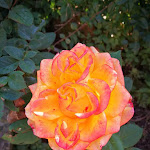 Photo n°3 de l'avis de Leonardo.u fait le 23/10/2020 à 15:49 sur le  Il Ciliegio à Terni