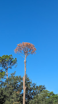 Texas Landscape Management, LLC - Photo 9 - Car repair in , The Woodlands
