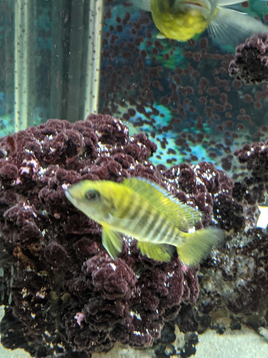 Pet Supply Store «Lacey Pet Supply», reviews and photos, 441 Lacey Rd, Forked River, NJ 08731, USA