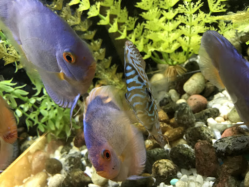 Tropical Fish Store «Royal Tropical Fish & Bird», reviews and photos, 1324 Hartrick Ave, Royal Oak, MI 48067, USA