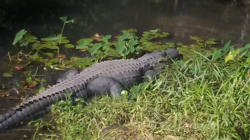 Golf Course «New Smyrna Beach Golf Course», reviews and photos, 1000 Wayne Ave, New Smyrna Beach, FL 32168, USA