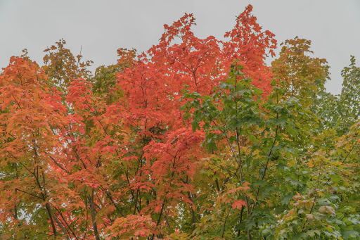 Park «Larz Anderson Park», reviews and photos, 325 Goddard Ave, Brookline, MA 02445, USA