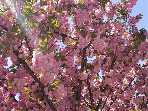 Art Supply Store «Artist & Craftsman Supply Bushwick», reviews and photos, 1449 Broadway, Brooklyn, NY 11221, USA