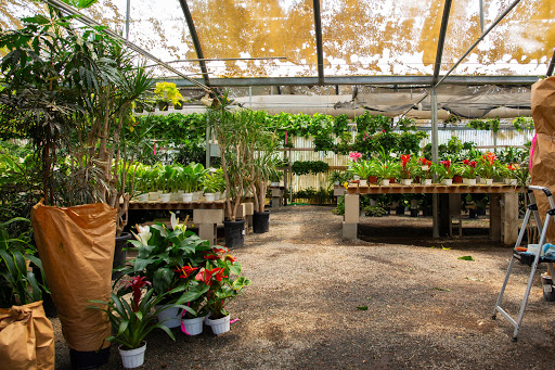 Bonsai plant supplier Orange