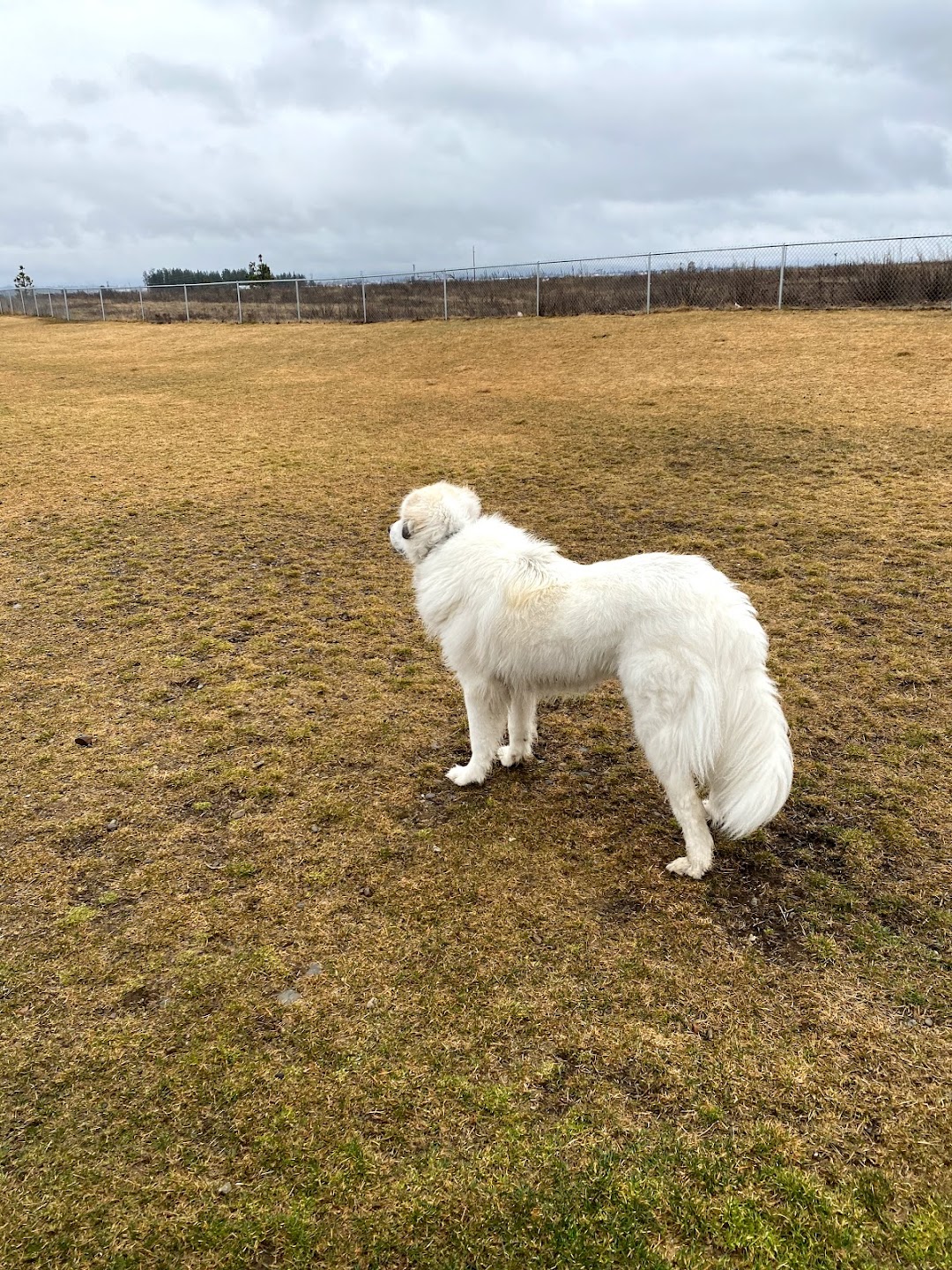 Rathdrum Dog Park