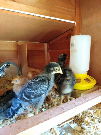 Home Improvement Store «Tractor Supply Co.», reviews and photos, 1011 Wal St STE 300, Longview, TX 75605, USA