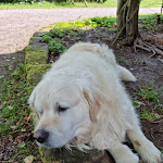 Photo n° 2 de l'avis de Elodie. fait le 05/08/2023 à 18:59 pour Auberge De La Charriole à Taintrux