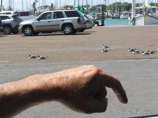 Aquarium «The Aquarium at Rockport Harbor, Inc.», reviews and photos, 706 Navigation Cir, Rockport, TX 78382, USA